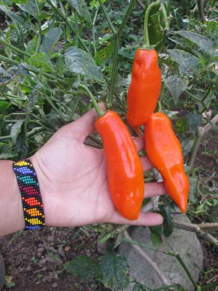 Ají Amarillo Peruano — foto 3 de 4