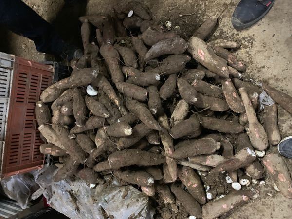 yuca playera y tierra negra extra