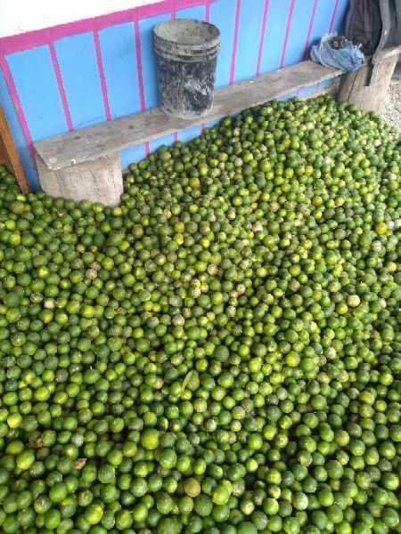 limon mandarino