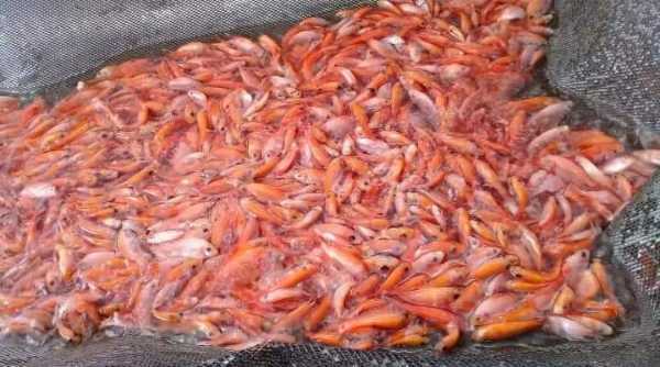 alevinos de tilapia, bocachicos,bagres,doradas,carpas, cachama