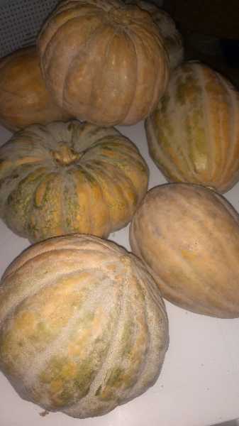 Ahuyama