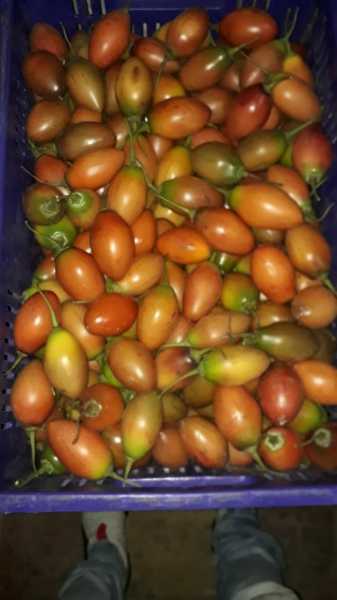 Tomate de árbol