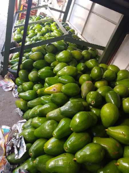 vendo aguacates al por mayor