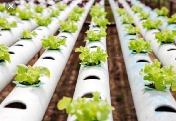 Lechuga Hidroponica bajo invernadero