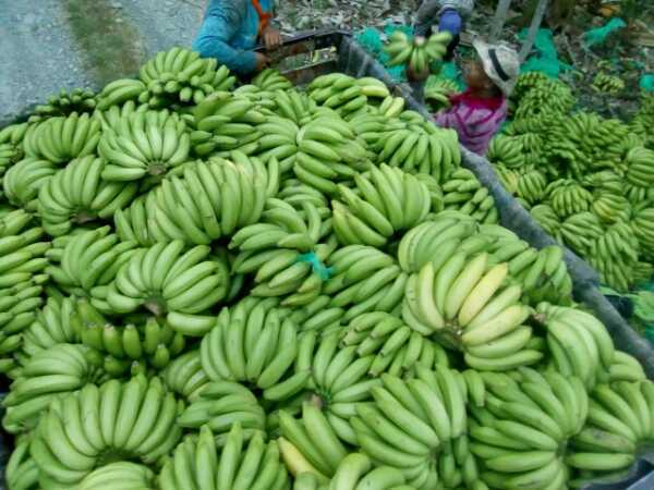 Banano criollo y gros michel.