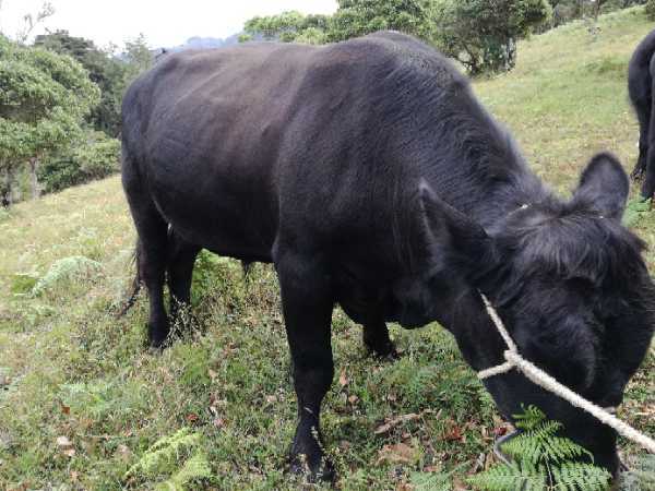 Machos Angus (650 y 400 Kgs, reproductores, 2,5 años)