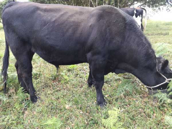 Machos Angus (650 y 400 Kgs, reproductores, 2,5 años)