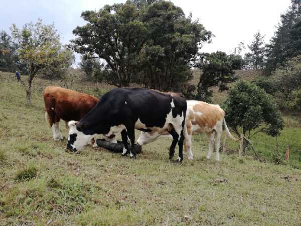 Machos Angus (650 y 400 Kgs, reproductores, 2,5 años)