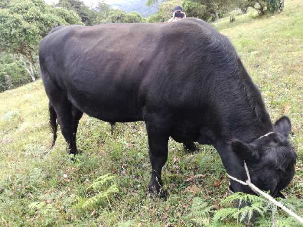 Machos Angus (650 y 400 Kgs, reproductores, 2,5 años)