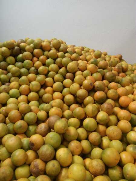 naranja tangelo