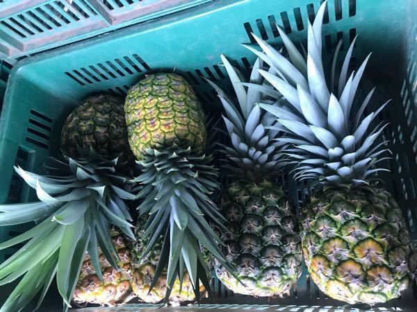 piña oromiel