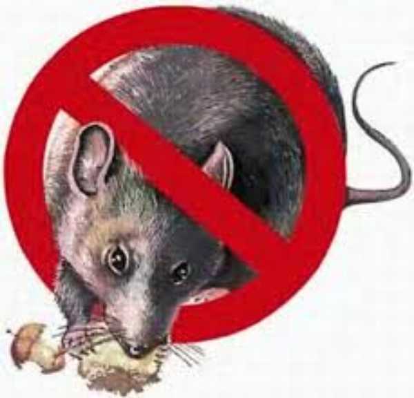 Veneno para ratas