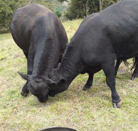 Machos Angus (650 y 400 Kgs, reproductores, 2,5 años)
