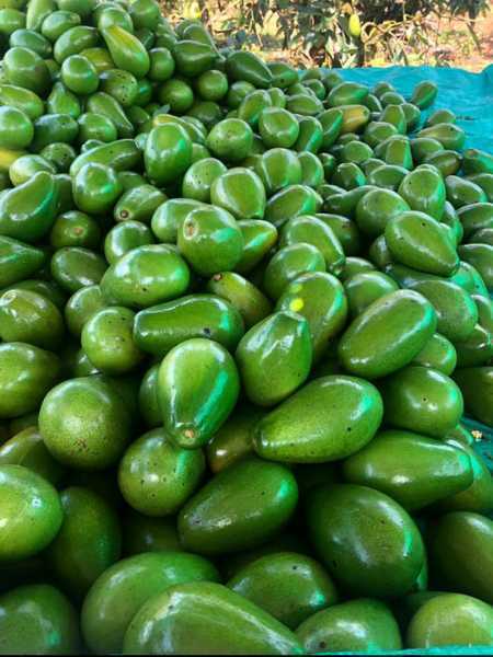 Venta de Aguacate Papelillo