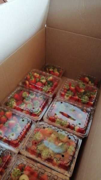 Fresas hydroponicas organicas