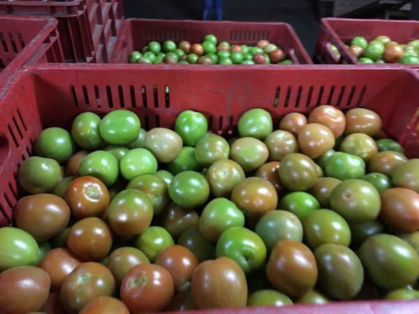 tomate de primera