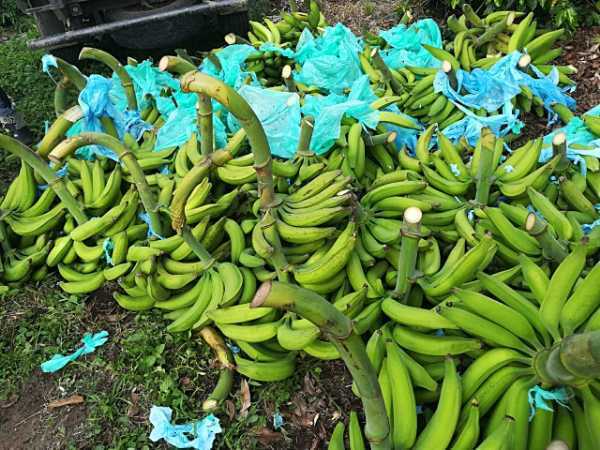 platano arton dominico