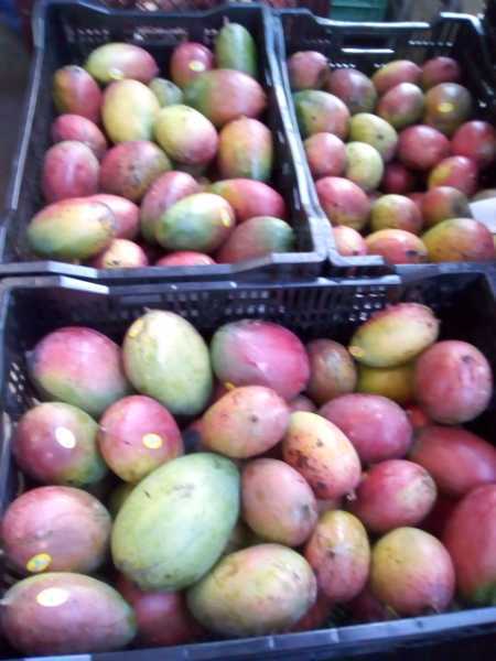 Mango keitt