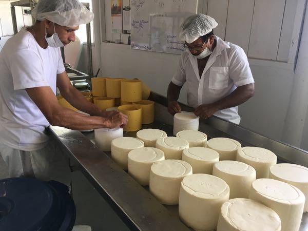 Queso costeño de bufala