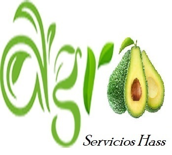 Apoyo certificacion fincas aguacateras