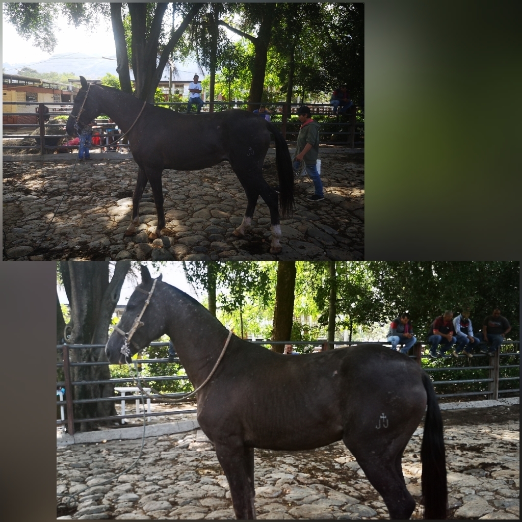 Caballo Troton cruzado con Español /8 años