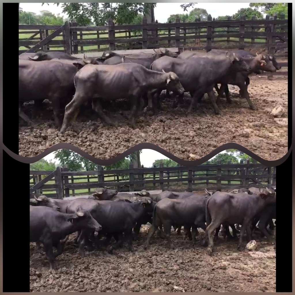 Lote de Bufalos/ peso promedio 270kg