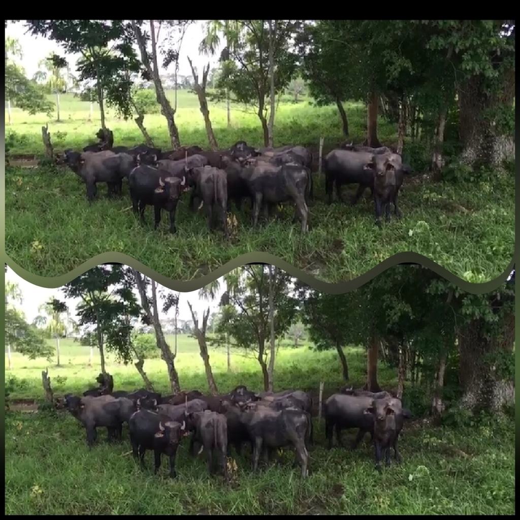 Lote de Bufalos / 280kg peso Aprox