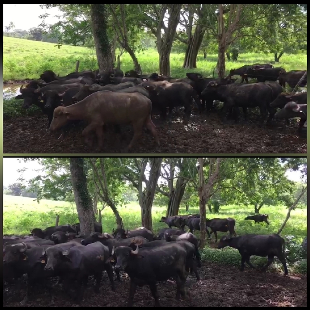 Lote de Bufalos para la ceba/300kg peso Aprox