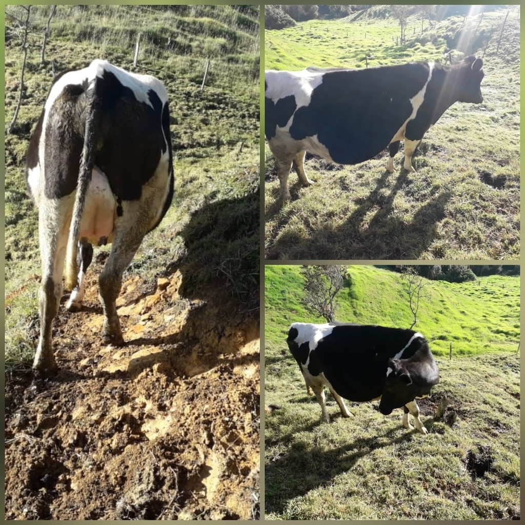 Vacas tipo leche