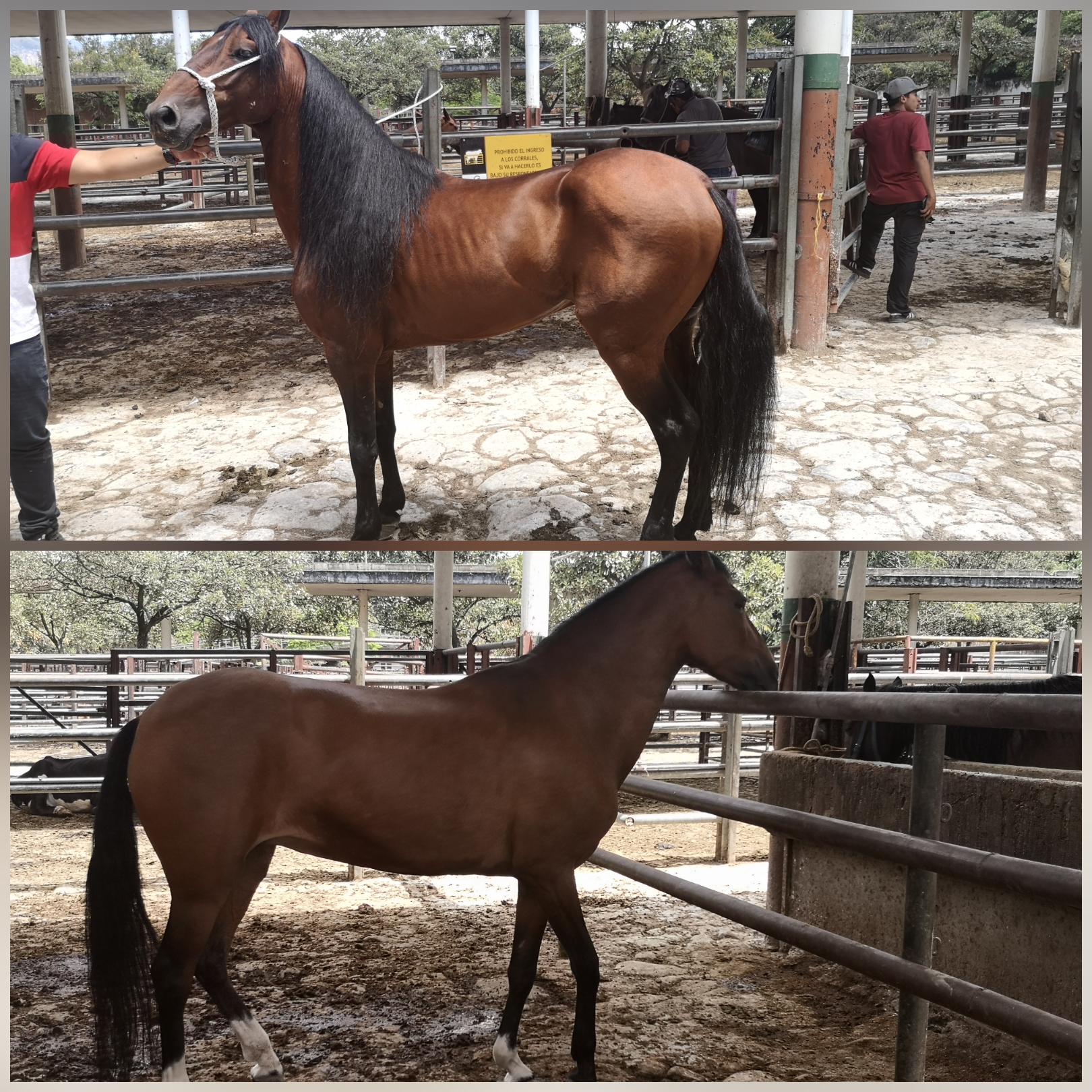 Yegua Trotona Galopera y Caballo Trochador