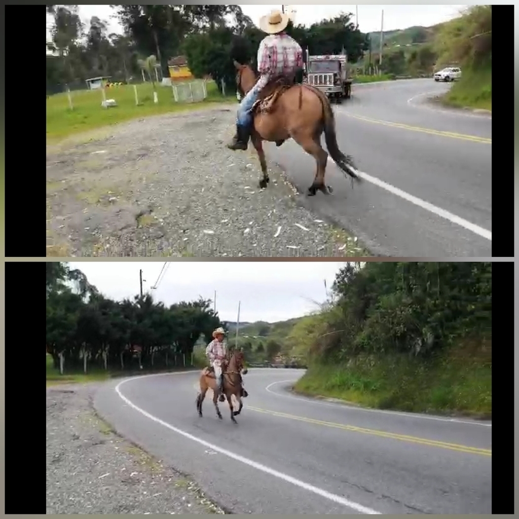 Macho con Reporte de Monta / 6 años