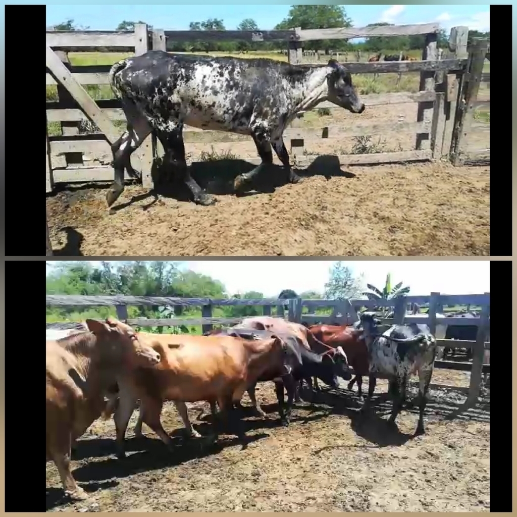 Vacas para trópico Bajo colombiano Próximas a parir