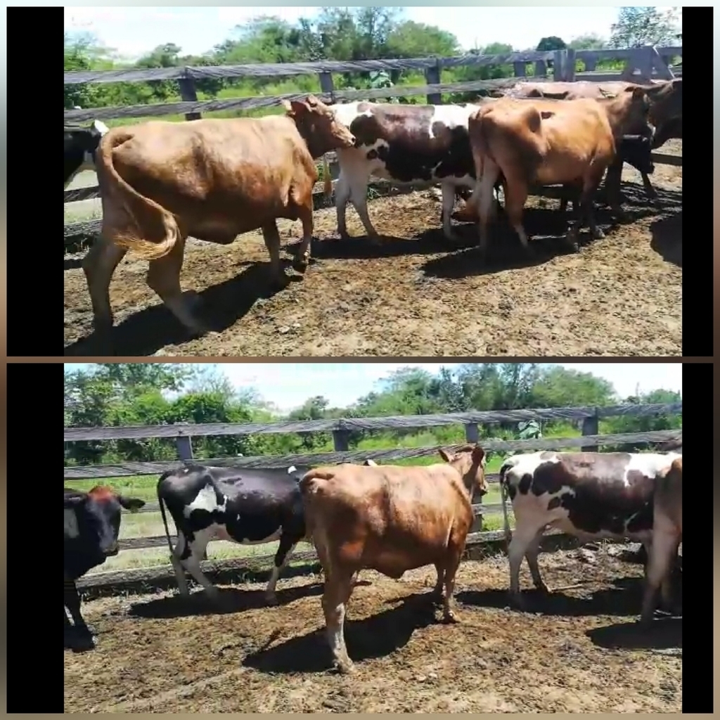 Vacas Próximas a Parir