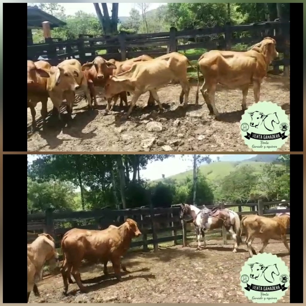 Nobillas para ceba /peso Aprox 240kg_250kg