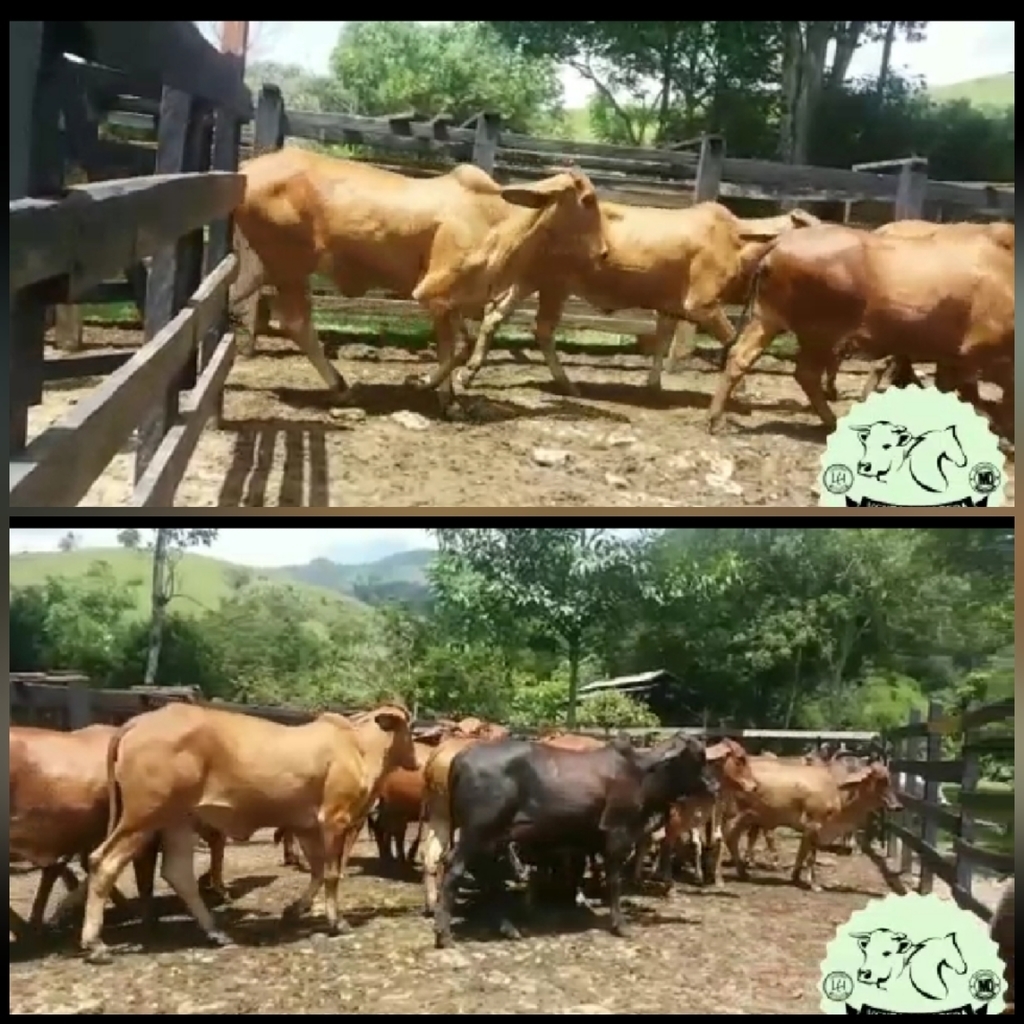 Vacas en Gestacion/ Ganado Comercial Cebúino