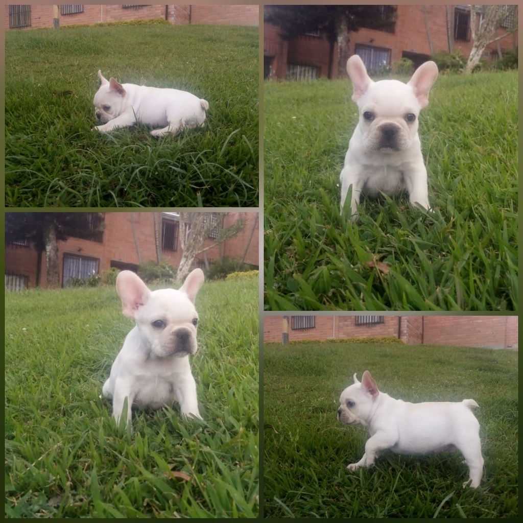 Bulldog Francés color Crema