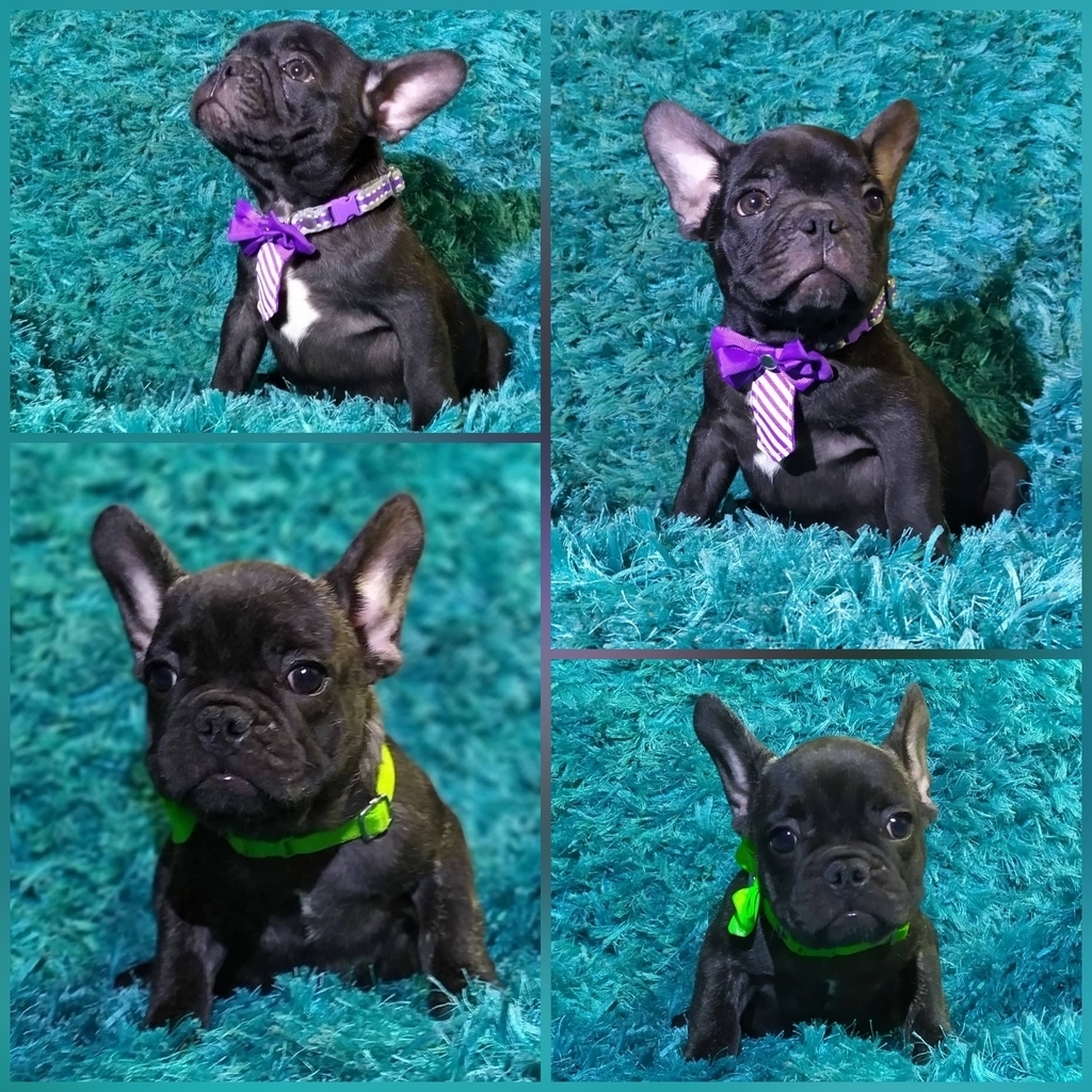 Bulldog Francés Barcino