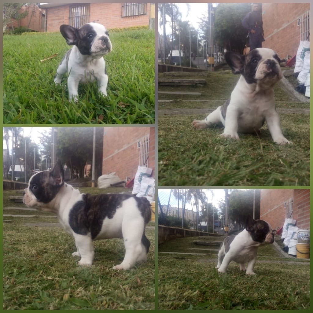 Bulldog Francés Vaquita