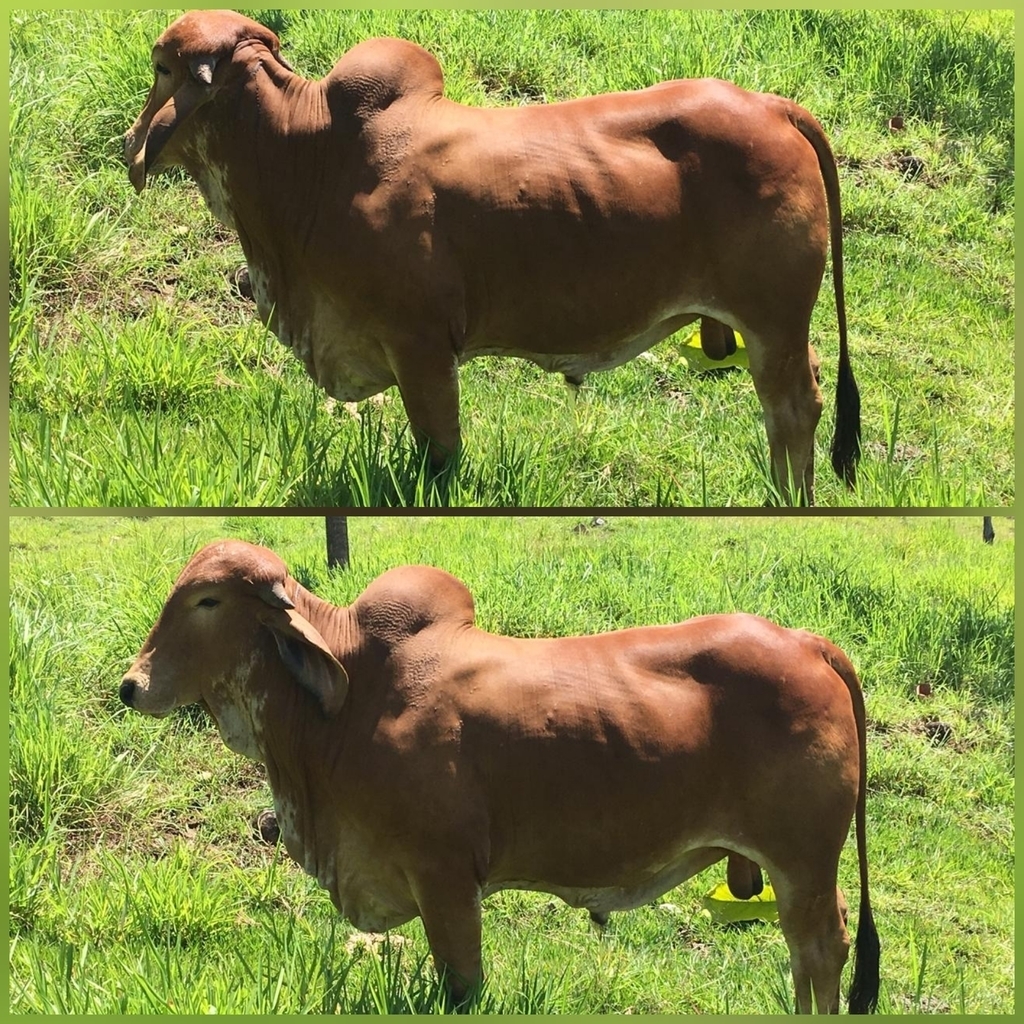 Toro Gyr Rojo