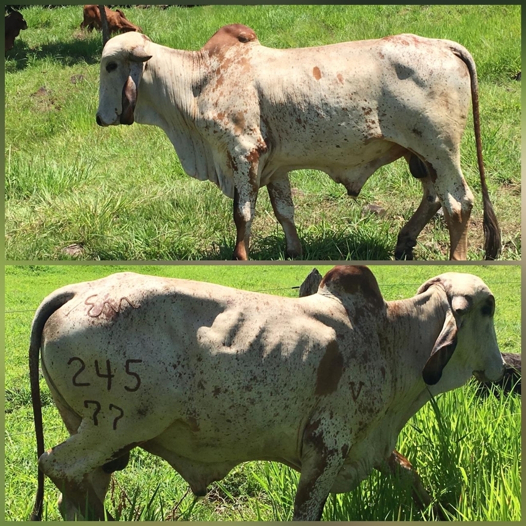 Toro Gyr con registro
