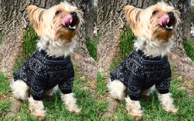 Sacos clasicos para mascotas