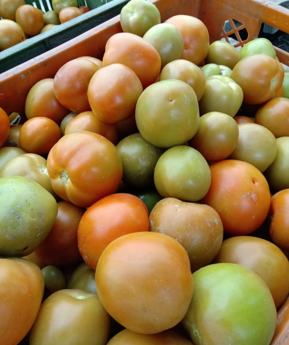 Tomate chonto