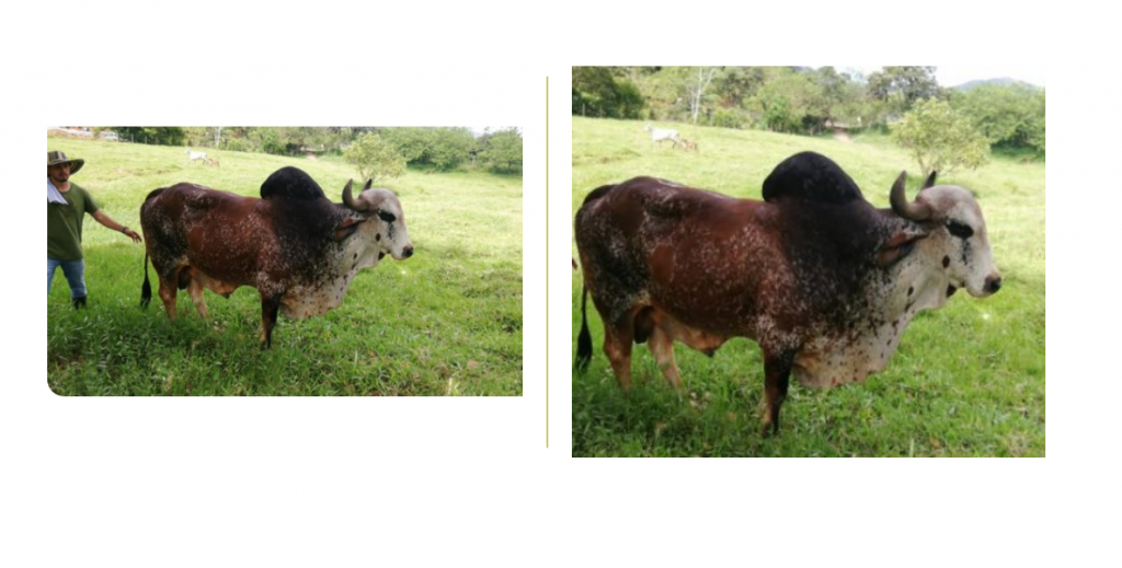 Toro gyr con genealogía
