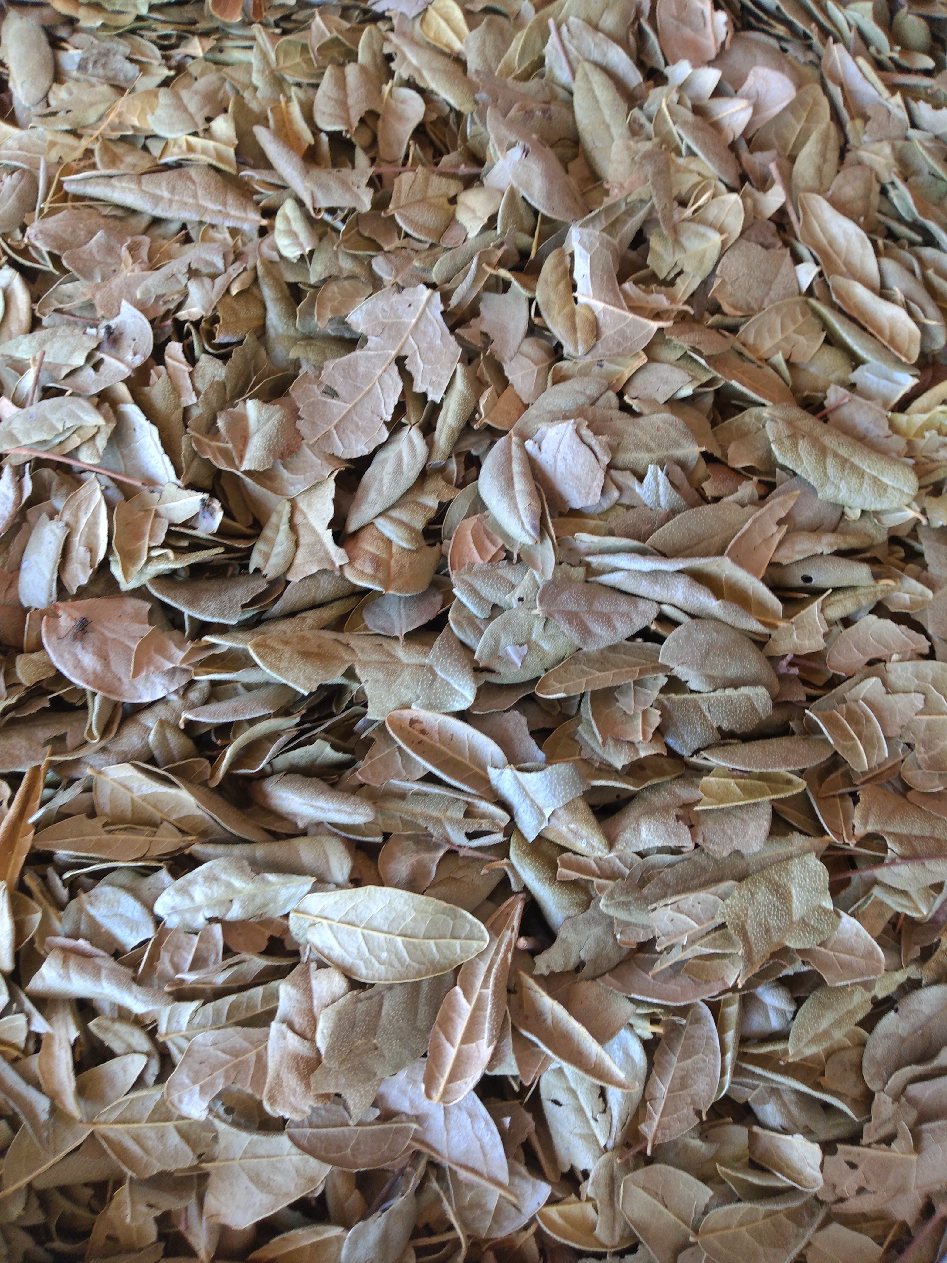 Hoja de boldo