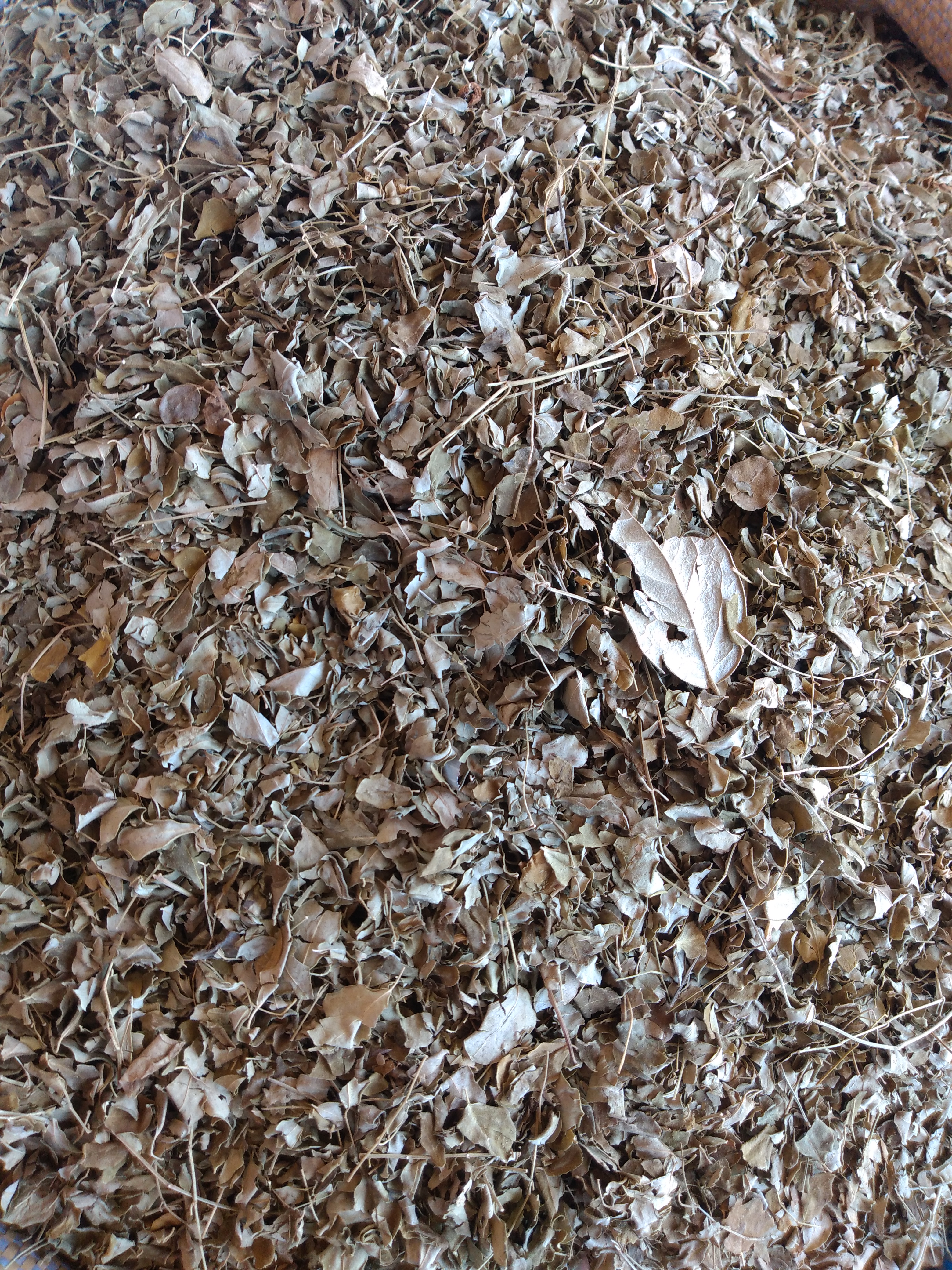 Moringa
