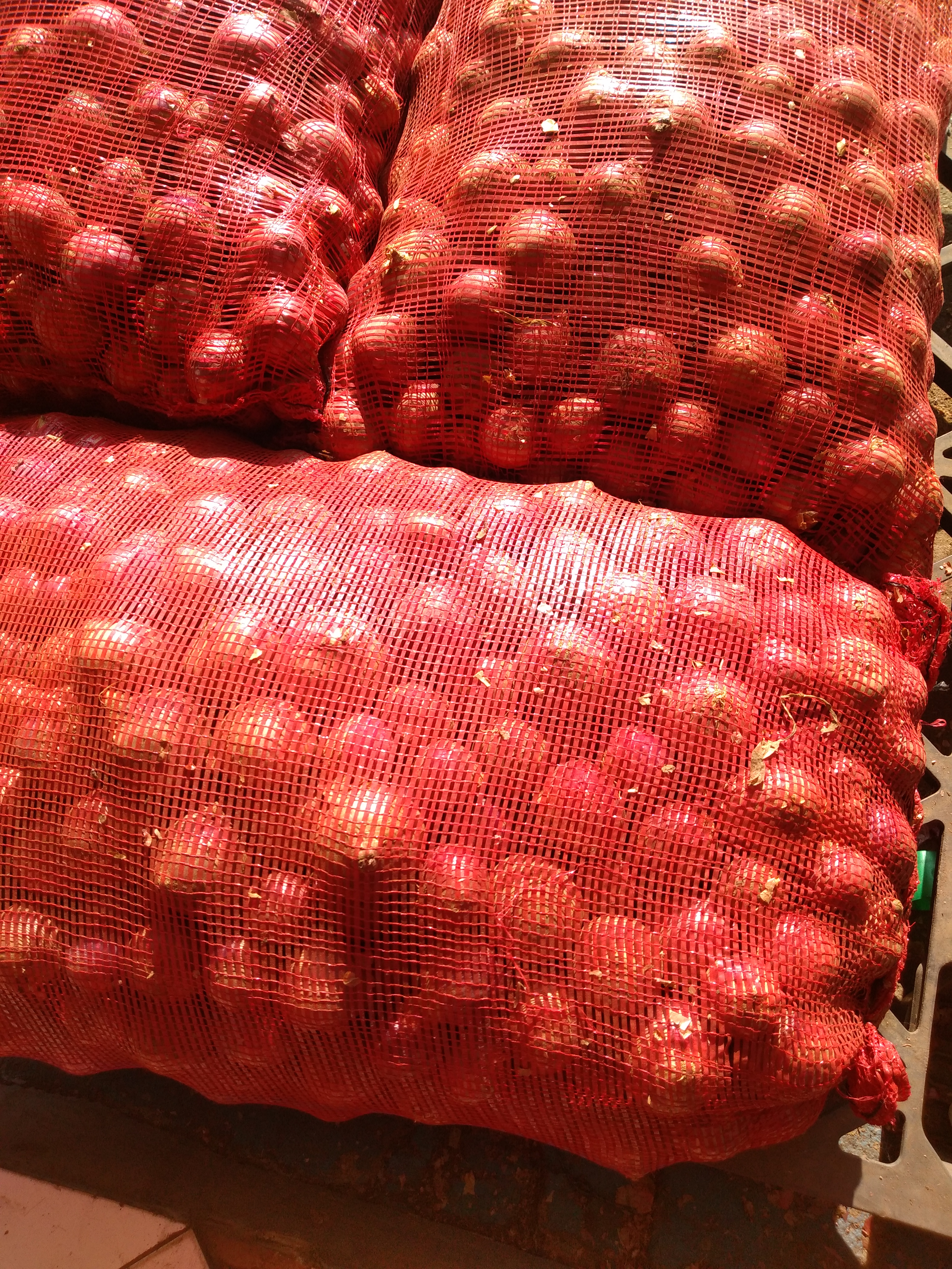 Cebolla ocañera