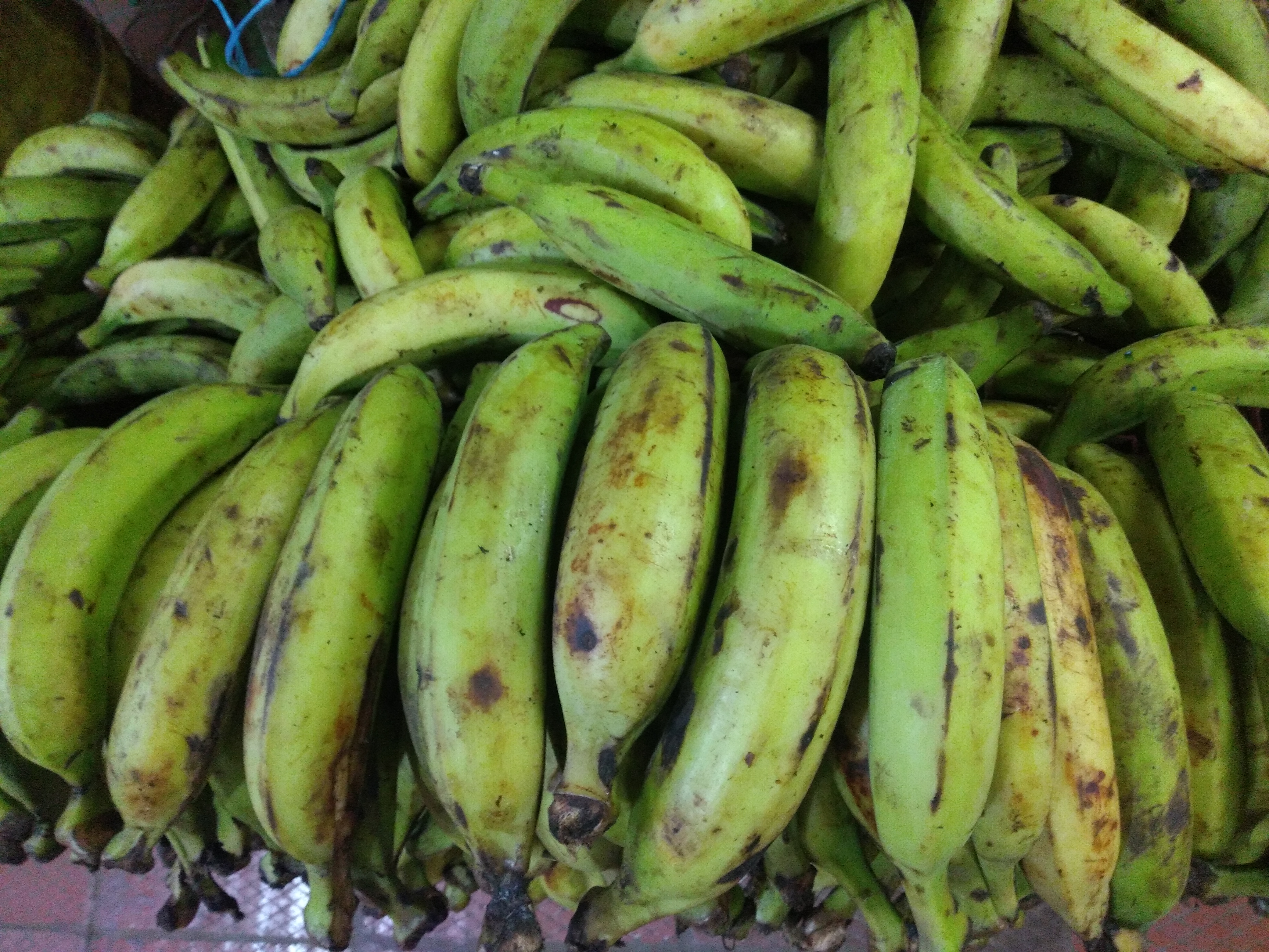 Platano