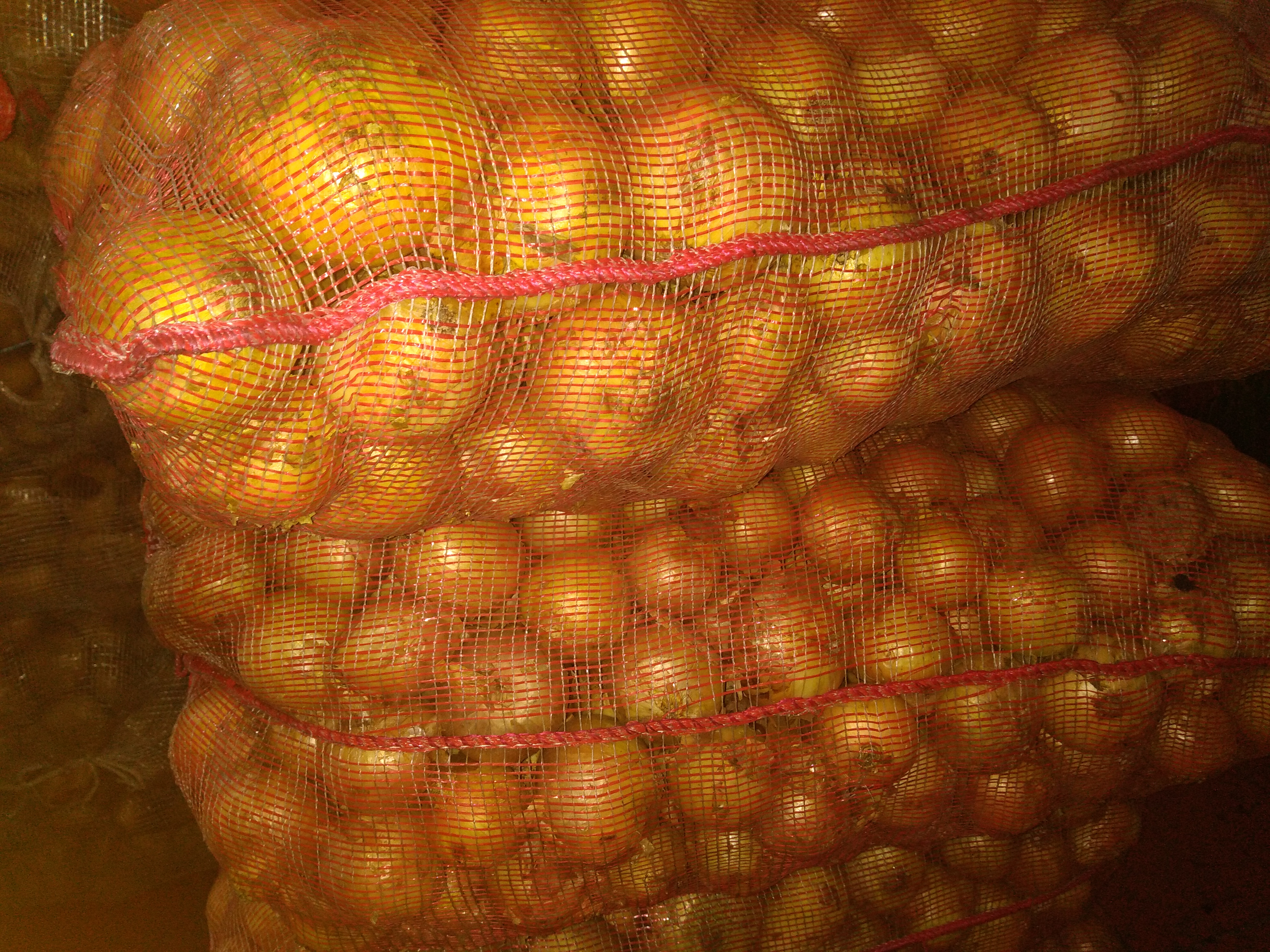Cebolla blanca
