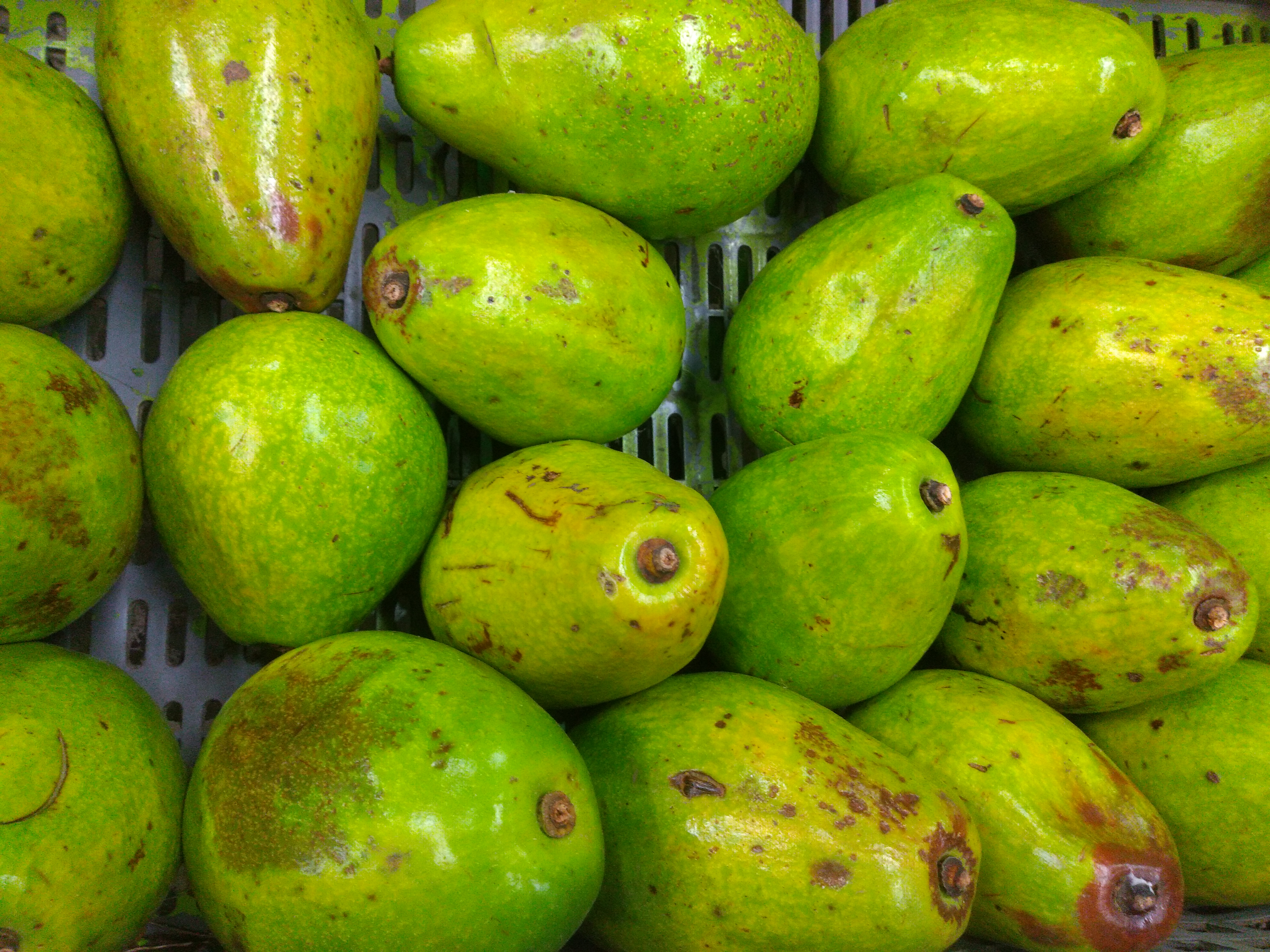 Aguacate