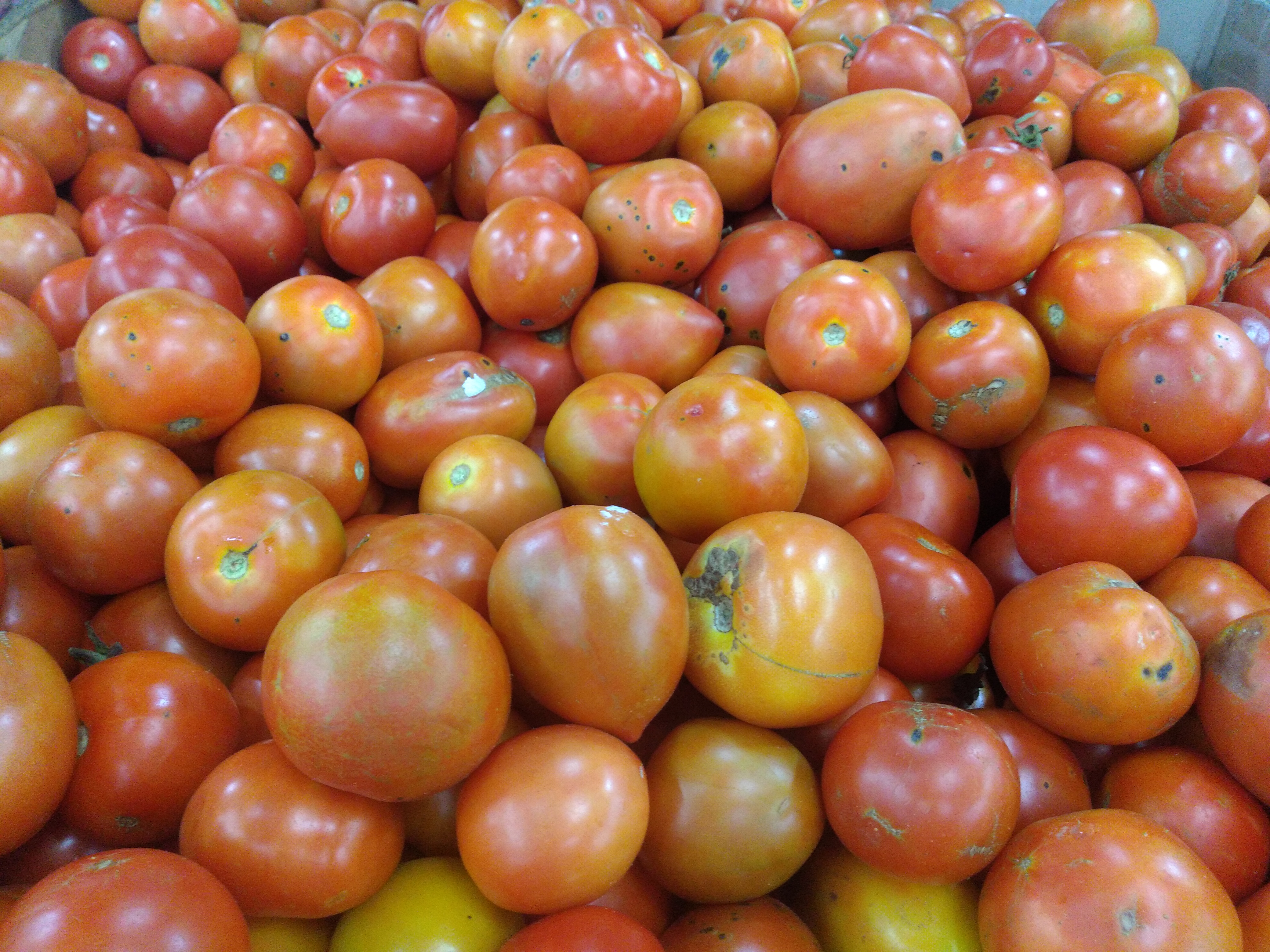 Tomate